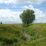 Rutas de los Palomares